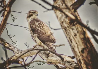 Low angle view of eagle perching on tree