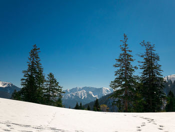 Pine trees on snowcapped mountains against blue sky