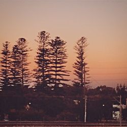 Trees at sunset