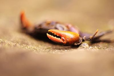 Close-up of a crab