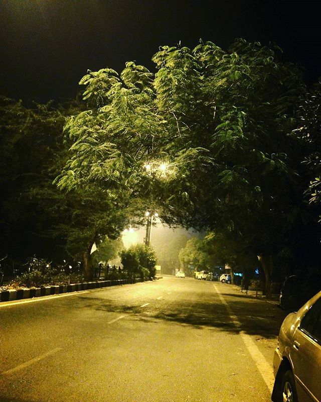 tree, transportation, road, car, street, land vehicle, growth, night, street light, mode of transport, the way forward, nature, illuminated, outdoors, plant, sunlight, road marking, no people, sky