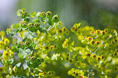 Close-up of yellow flowering plant