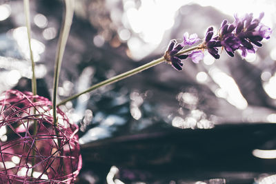 Close-up of purple flowers against blurred background