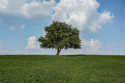 Tree on field against sky