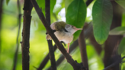 Bird perching on a tree