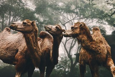 Low angle view of camels against trees in forest