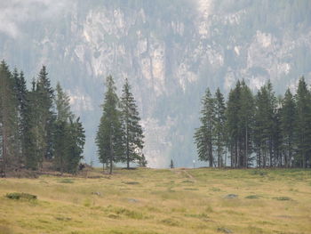 Trees growing in forest