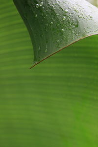 Close-up of raindrops on green leaves