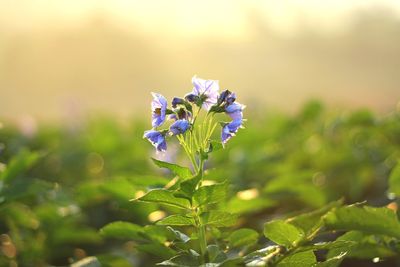 Close-up of purple flowering plant