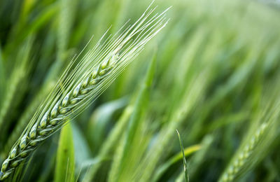 Close-up of wheat growing on plant