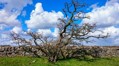 Bare trees on grassy field against cloudy sky