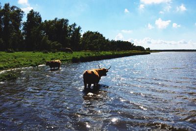 Dog in lake against sky