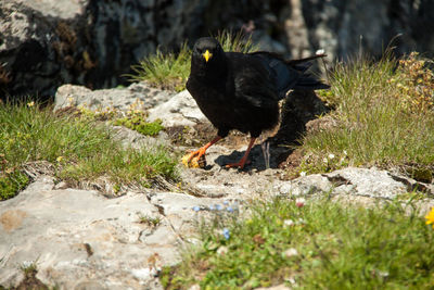Black bird on rock