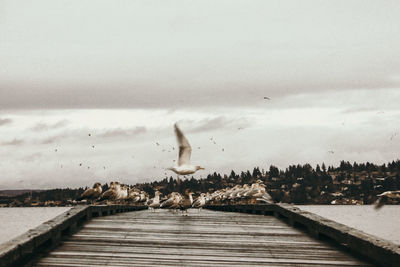 Birds flying over lake against sky