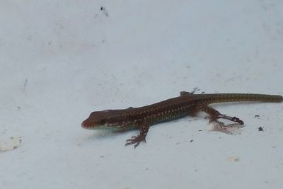 Close-up of lizard on white background