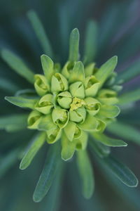 Close-up of flowering plant