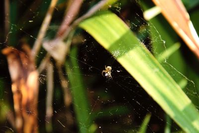 Close-up of spider on web