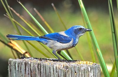 Close-up of bird perching on tree