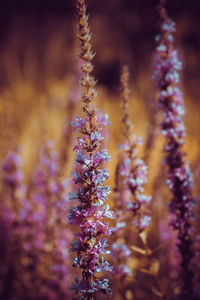 Close-up of purple flowering plant