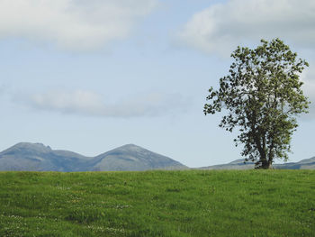 Tree on field against sky