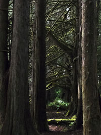 Trees in forest