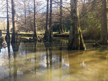 Reflection of trees in lake