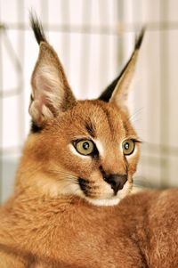 Close-up portrait of cat