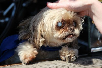 Close-up of hand holding dog