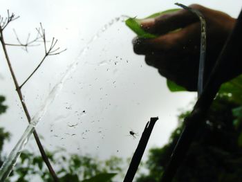 Close-up of wet crab on leaf