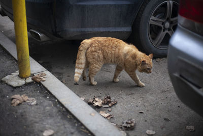 Red cat in the spring. homeless cat is looking for a cat. a cute animal is thrown on the street.