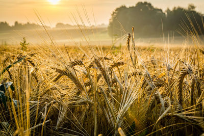 Close-up of wheat field against sky