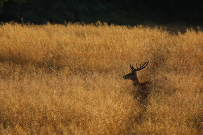 View of deer on field