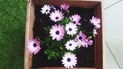 Close-up of purple flowering plant