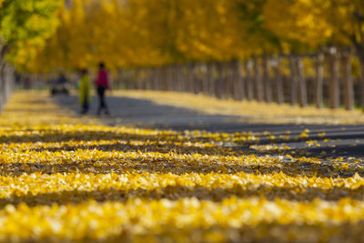 Rear view of people walking on railroad track