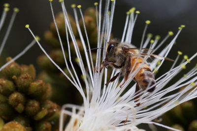 Close-up of insect on flower