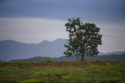 Tree on field against sky