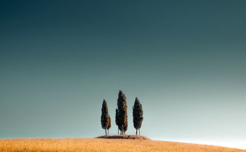 Trees by grass on land against clear sky
