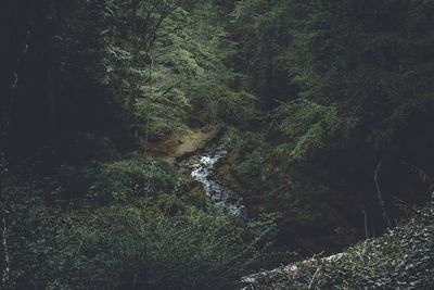 Trees growing in forest
