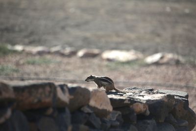 Bird perching on rock