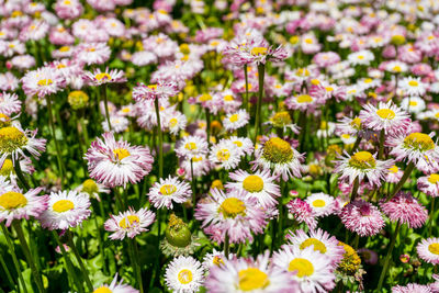 Close-up of fresh white flowers blooming in field