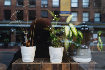 Close-up of potted plant on table