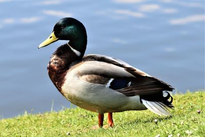 Close-up of mallard duck