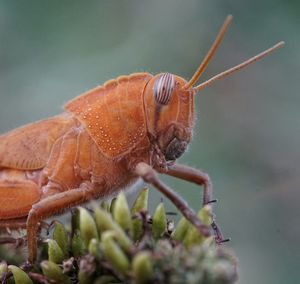 Macro shot of insect on flower buds