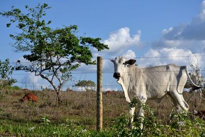 Cow standing on field against sky