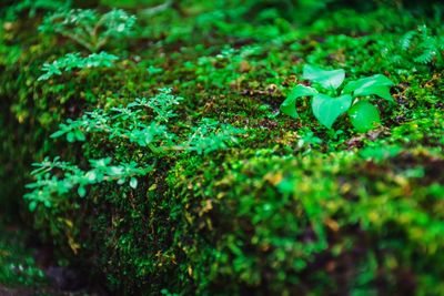 Full frame shot of moss growing on land