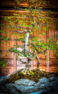 Moss growing on tree