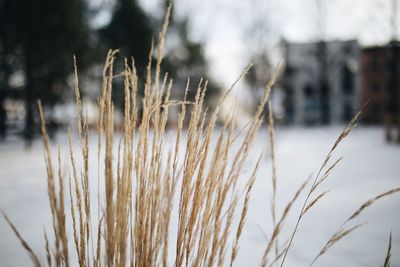 Close-up of stalks in field