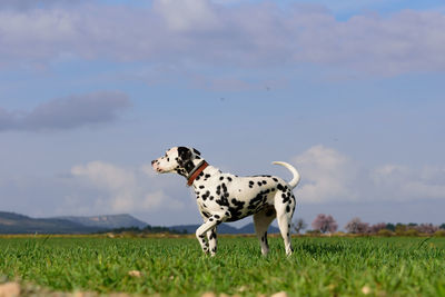 View of a dalmatian dog on landscape