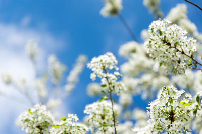 Close-up of fresh blue flowers blooming in sunlight