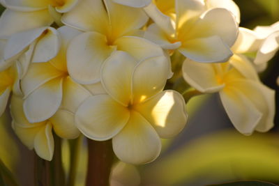 Close-up of yellow flowers